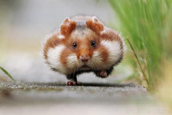 Hết yêu nhưng không dám nói lời chia tay, đó chính là những con giáp này-1