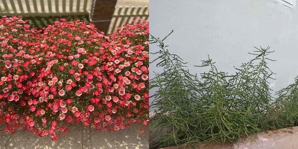 Hết quần áo đến hạt giống khác xa ảnh minh hoạ: Hội chủ shop không có tâm là nguồn cảm hứng cho ngày Cá tháng Tư-1