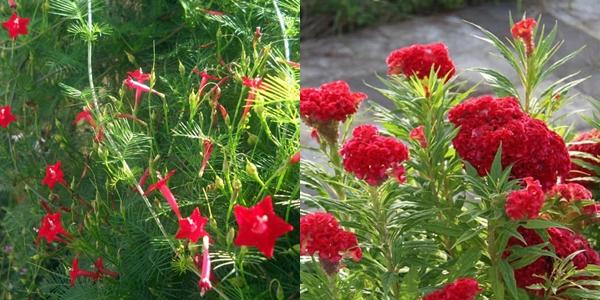 Hết quần áo đến hạt giống khác xa ảnh minh hoạ: Hội chủ shop không có tâm là nguồn cảm hứng cho ngày Cá tháng Tư-2