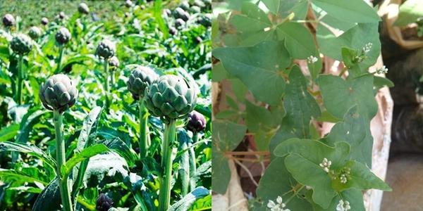 Hết quần áo đến hạt giống khác xa ảnh minh hoạ: Hội chủ shop không có tâm là nguồn cảm hứng cho ngày Cá tháng Tư-3