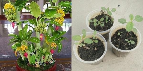 Hết quần áo đến hạt giống khác xa ảnh minh hoạ: Hội chủ shop không có tâm là nguồn cảm hứng cho ngày Cá tháng Tư-4