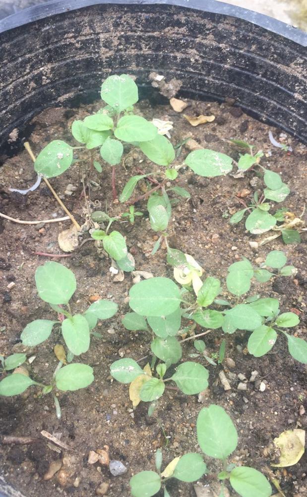 Hết quần áo đến hạt giống khác xa ảnh minh hoạ: Hội chủ shop không có tâm là nguồn cảm hứng cho ngày Cá tháng Tư-5