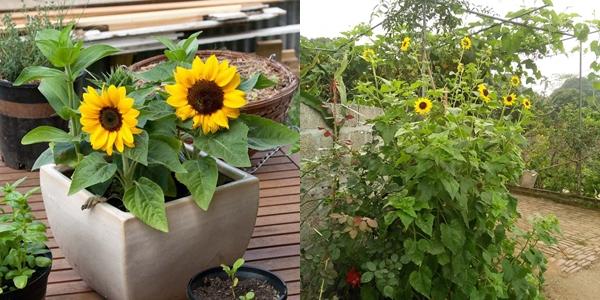 Hết quần áo đến hạt giống khác xa ảnh minh hoạ: Hội chủ shop không có tâm là nguồn cảm hứng cho ngày Cá tháng Tư-6