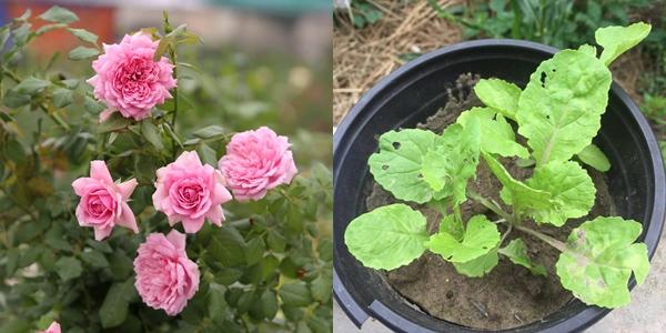 Hết quần áo đến hạt giống khác xa ảnh minh hoạ: Hội chủ shop không có tâm là nguồn cảm hứng cho ngày Cá tháng Tư-7