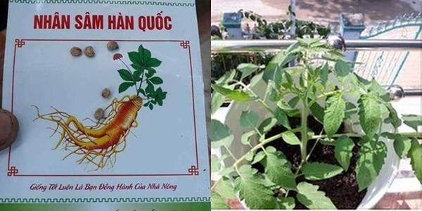 Hết quần áo đến hạt giống khác xa ảnh minh hoạ: Hội chủ shop không có tâm là nguồn cảm hứng cho ngày Cá tháng Tư-8