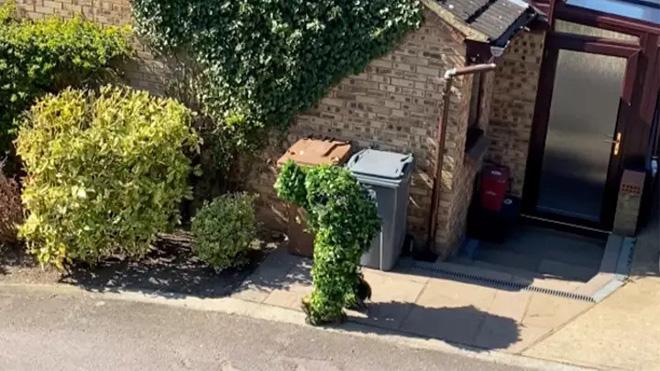 Trốn cách ly Covid-19, người đàn ông Anh hóa trang thành bụi cây để lẻn ra ngoài chơi-2