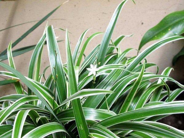 Công dụng, ý nghĩa của cây lan chi, người sành chơi cũng chưa chắc biết-1