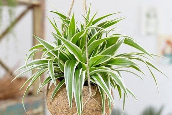 Công dụng, ý nghĩa của cây lan chi, người sành chơi cũng chưa chắc biết