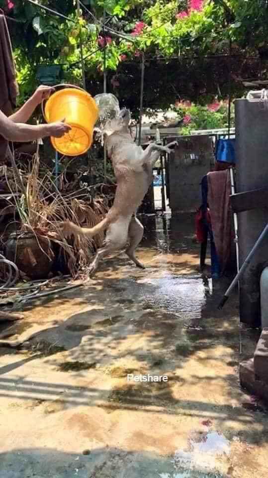 Đại boss bị con sen mang ra tổ chức lễ hội té nước tại gia, nào ngờ lại bộc lộ khí chất uy nghi như một vị thần-2