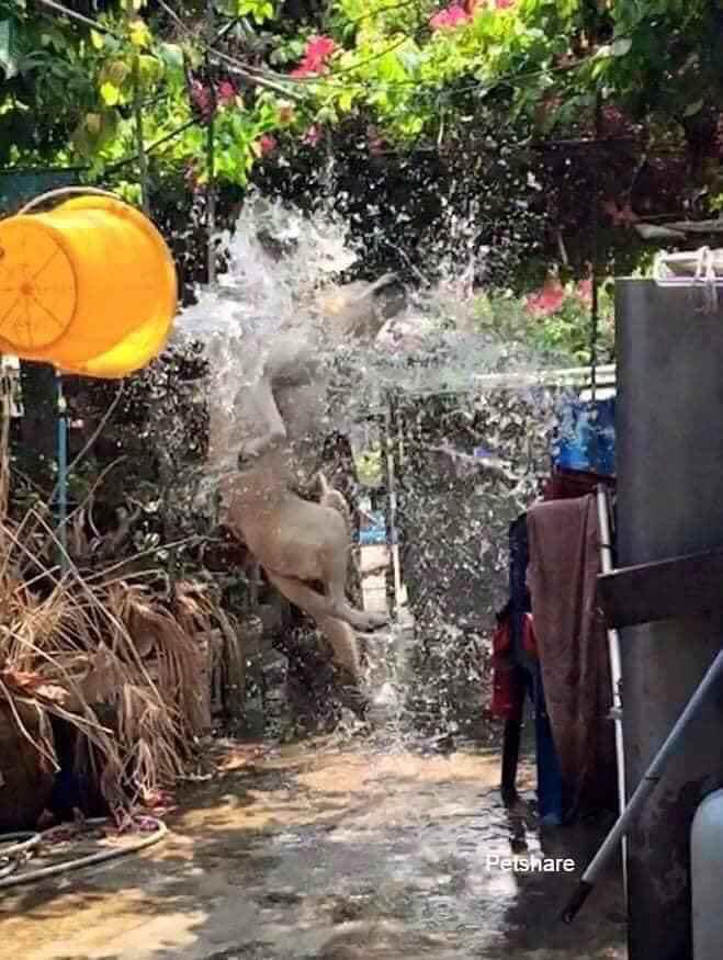 Đại boss bị con sen mang ra tổ chức lễ hội té nước tại gia, nào ngờ lại bộc lộ khí chất uy nghi như một vị thần-3