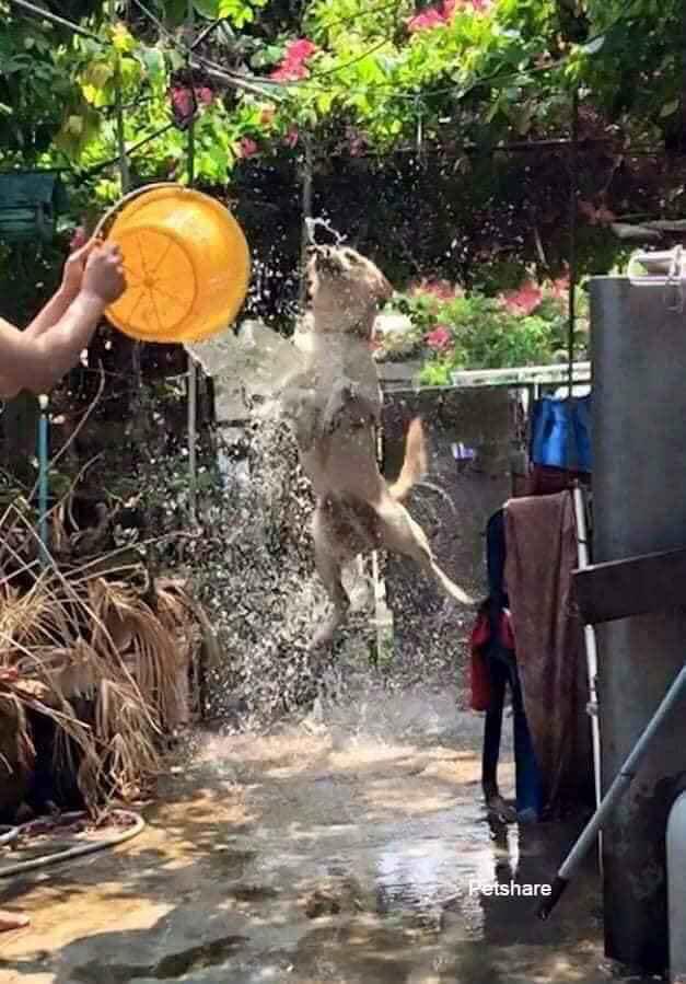 Đại boss bị con sen mang ra tổ chức lễ hội té nước tại gia, nào ngờ lại bộc lộ khí chất uy nghi như một vị thần-4