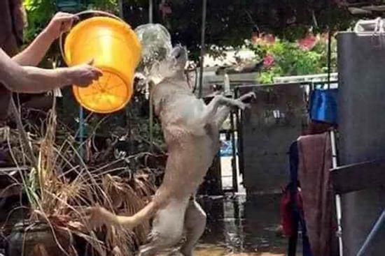 Đại boss bị con sen mang ra tổ chức lễ hội té nước tại gia, nào ngờ lại bộc lộ khí chất uy nghi như một vị thần