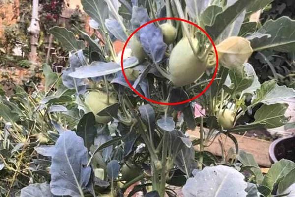 Cây treo đầy bao tải trên cành, ai cũng bật ngửa vì thâm ý của gia chủ-4