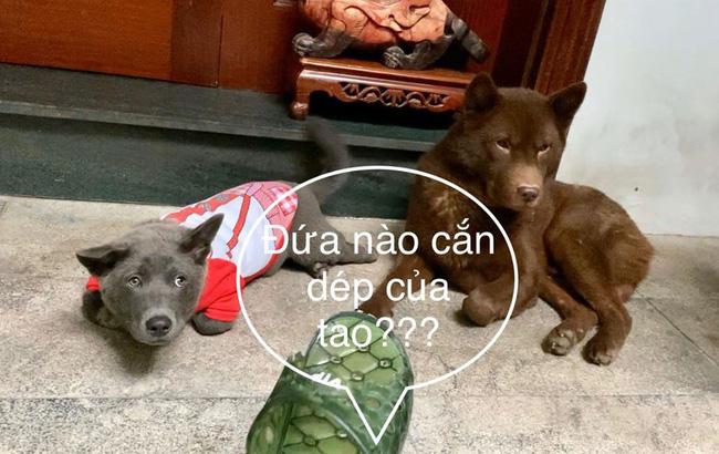 Thanh niên Dúi ở nhà nghịch dại, cắn nát đôi dép quốc dân nhưng khi bị hỏi nhanh chóng phủi bay trách nhiệm-1