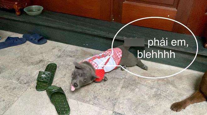 Thanh niên Dúi ở nhà nghịch dại, cắn nát đôi dép quốc dân nhưng khi bị hỏi nhanh chóng phủi bay trách nhiệm-4