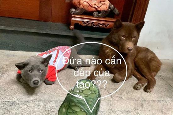 Thanh niên Dúi ở nhà nghịch dại, cắn nát đôi dép quốc dân nhưng khi bị hỏi nhanh chóng phủi bay trách nhiệm