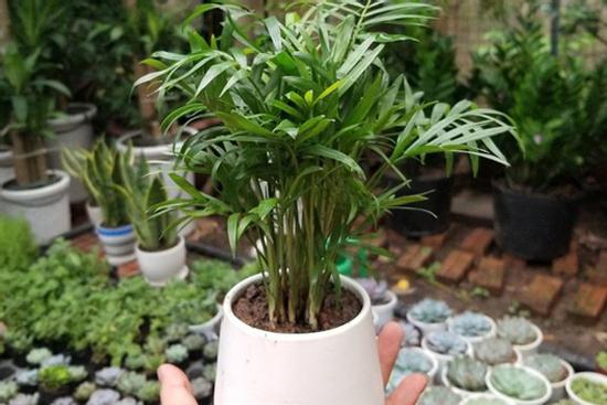 Trồng cây cau tiểu trâm giúp lọc không khí, tăng may mắn cho người mệnh Mộc