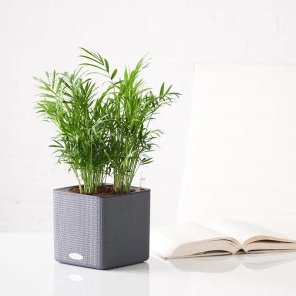 Trồng cây cau tiểu trâm giúp lọc không khí, tăng may mắn cho người mệnh Mộc-1