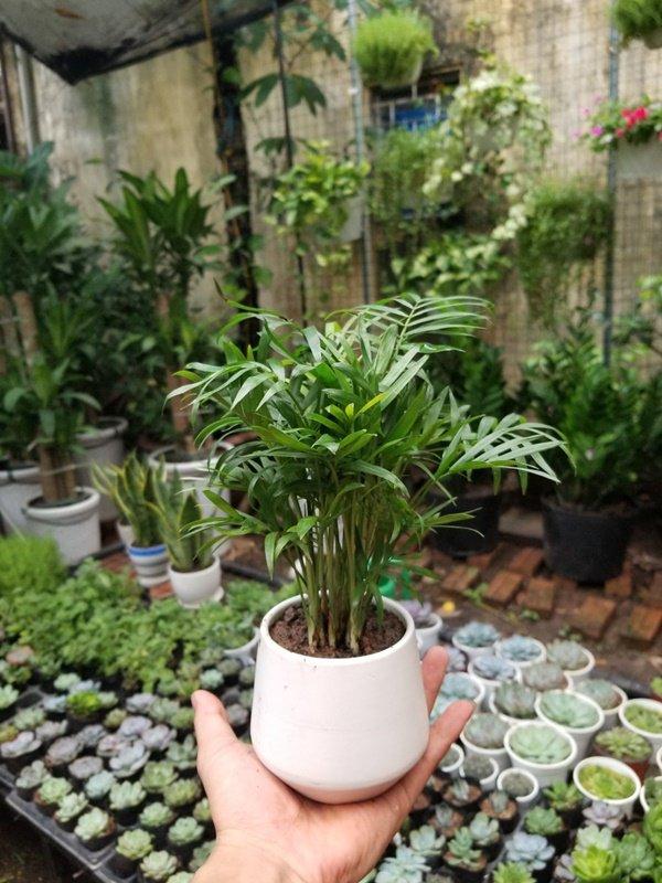 Trồng cây cau tiểu trâm giúp lọc không khí, tăng may mắn cho người mệnh Mộc-2