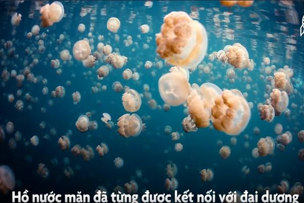 Thiên nhiên trỗi dậy trong thời gian con người cách ly-1