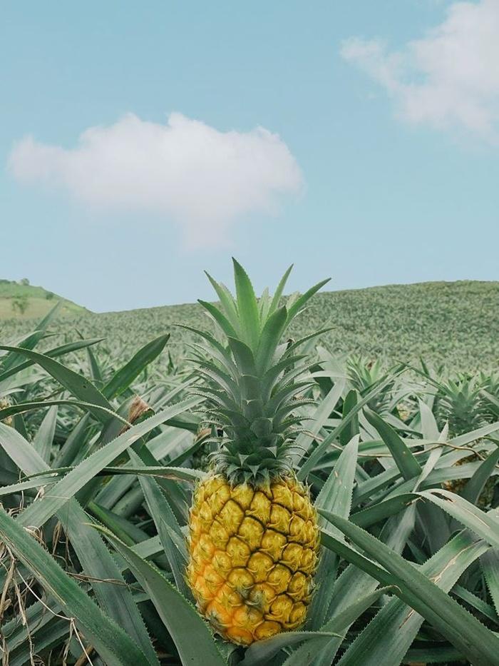 Bắc Giang cũng có một cánh đồng dứa đẹp mơ màng chẳng kém gì Ninh Bình-4