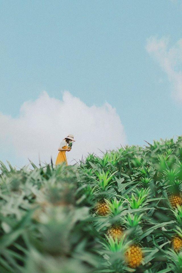 Bắc Giang cũng có một cánh đồng dứa đẹp mơ màng chẳng kém gì Ninh Bình-5