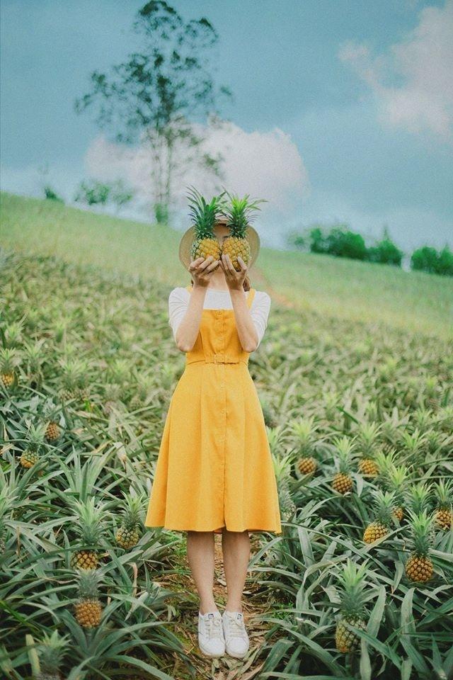 Bắc Giang cũng có một cánh đồng dứa đẹp mơ màng chẳng kém gì Ninh Bình-6