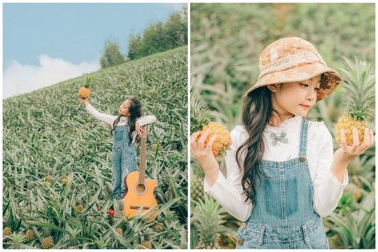 Bắc Giang cũng có một cánh đồng dứa đẹp mơ màng chẳng kém gì Ninh Bình