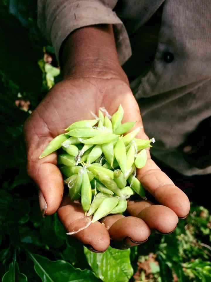 Độc, lạ món nhộng sâu muồng - tôm rừng của Tây Nguyên-3