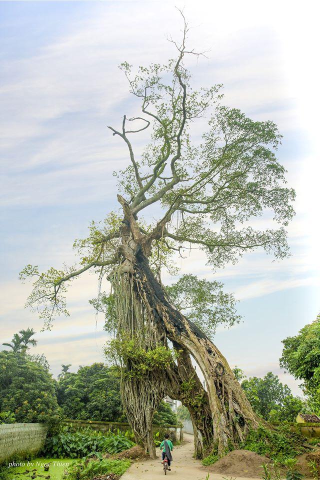 Chàng trai khoe cổng làng có 1-0-2, dân mạng bất ngờ khi biết tuổi đời của nó-1