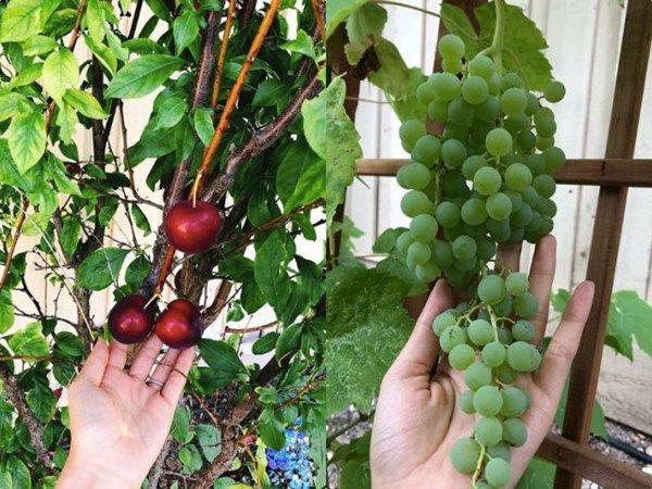 Nàng hậu ở biệt thự triệu đô: Người mở tiệc 200 khách, kẻ tậu nhà Mỹ vẫn thua Lan Khuê-5