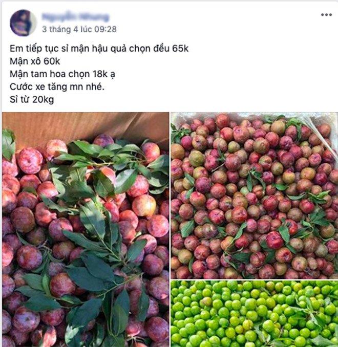 Mận đầu mùa giá cao gấp 4, chị em không đi chợ ngồi nhà vẫn mua ầm ầm-2