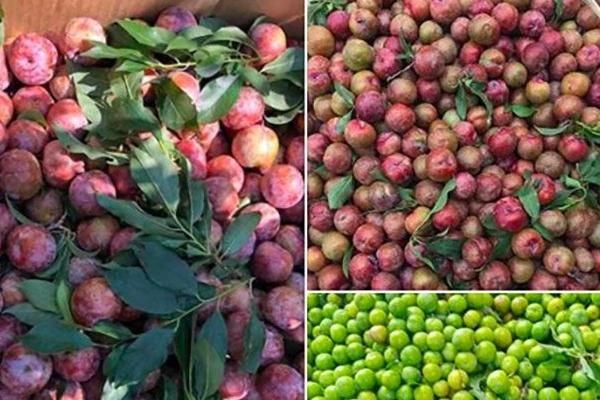 Bí kíp làm mứt mận dẻo dẻo, thơm thơm, khỏi cần tốn tiền đi mua của mẹ Biên Hòa-4