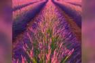 Những cánh đồng tím bất tận, ngát hương thơm ở Pháp
