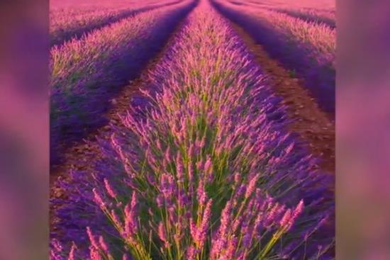 Những cánh đồng tím bất tận, ngát hương thơm ở Pháp