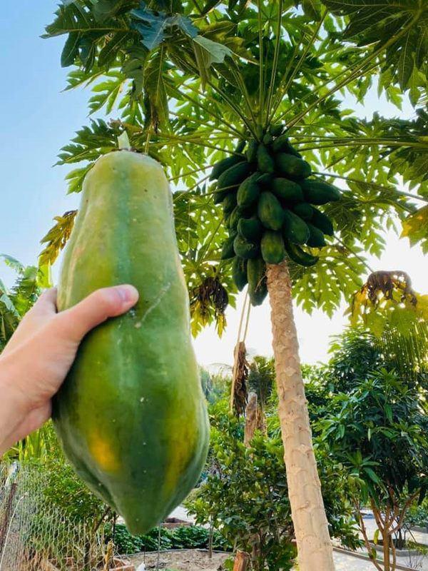 Thành Đạt tận dụng đất trống trồng rau, thành quả khiến Hải Băng và các con thích thú-2