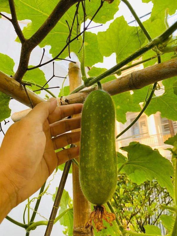 Thành Đạt tận dụng đất trống trồng rau, thành quả khiến Hải Băng và các con thích thú-3