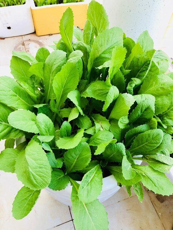 Thành Đạt tận dụng đất trống trồng rau, thành quả khiến Hải Băng và các con thích thú-7