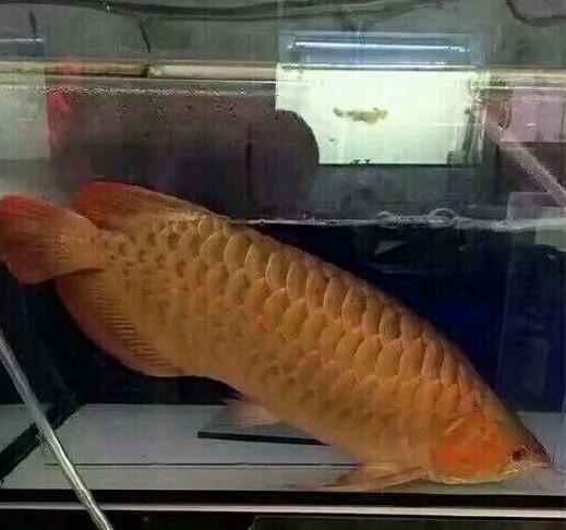 Những màn ra mắt nhà người yêu căng đét: Vặt lông gà tới sạch cả da, kho cá thì chọn trúng nguyên liệu bạc triệu nhìn mà tức-5