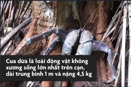 Loài cua có thể leo cây, chuyên săn chim và chuột