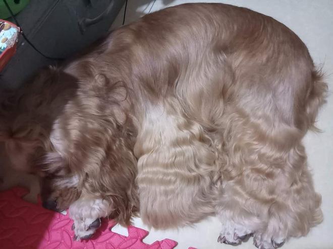 Khoe mẫu tóc tết mượt mà, màu đẹp chuẩn salon, cô gái khiến tất cả kinh ngạc khi xem tấm ảnh cuối-2