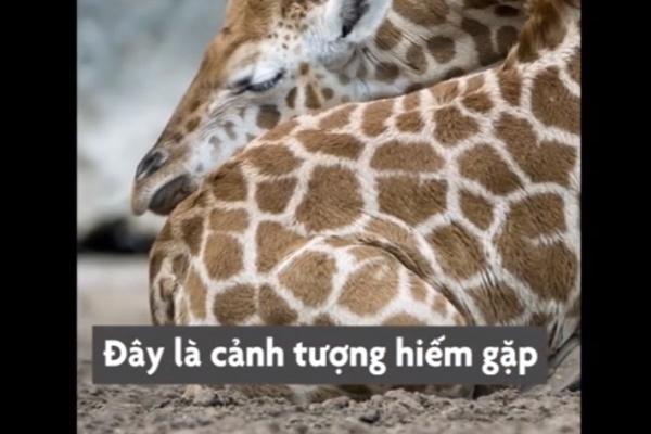 Dân mạng kêu gọi báo cáo kênh Tik Tok làm video ngược đãi động vật-4