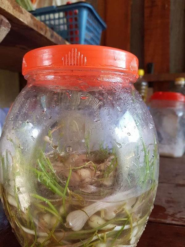Hì hục làm hành muối ngâm 7 ngày 7 đêm như luyện đan, anh chồng trẻ sững sờ khi lọ hành mọc cả mầm lẫn rễ-2