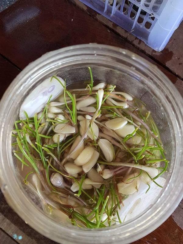 Hì hục làm hành muối ngâm 7 ngày 7 đêm như luyện đan, anh chồng trẻ sững sờ khi lọ hành mọc cả mầm lẫn rễ-3