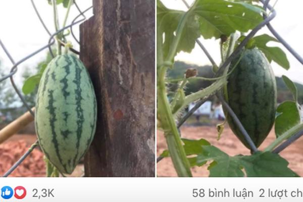 Chị ốm thèm ăn mướp đắng nhồi thịt, em trai hăm hở trổ tài đi chợ và cái kết khiến dân mạng cười té ghế-4