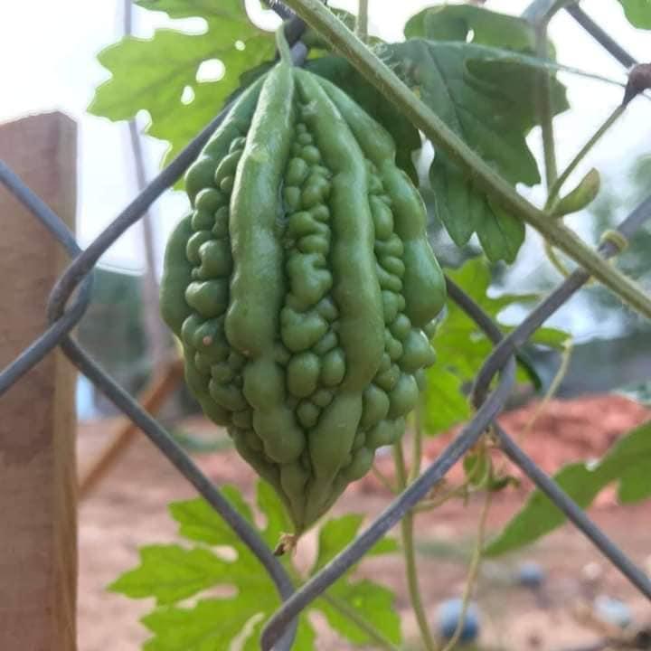 Mua mướp đắng về trồng, cô gái khiến dân mạng tranh cãi nổ trời vì kết quả ra trái cực lạ kì-2