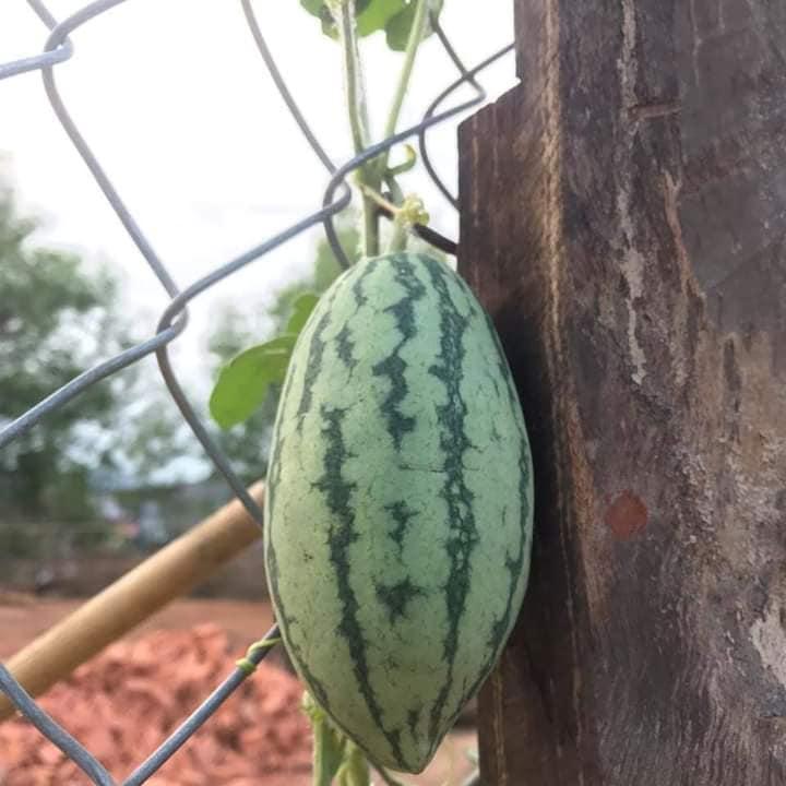 Mua mướp đắng về trồng, cô gái khiến dân mạng tranh cãi nổ trời vì kết quả ra trái cực lạ kì-3