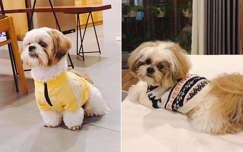 Thú cưng của sao Việt - Hàn diện đồ hiệu xịn không kém chủ-4