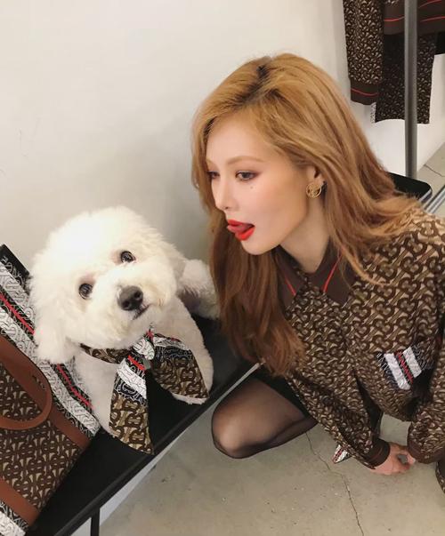 Thú cưng của sao Việt - Hàn diện đồ hiệu xịn không kém chủ-6