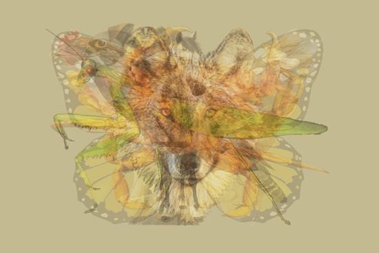 Con vật đầu tiên nhìn thấy tiết lộ chính xác phẩm chất đáng quý nhất của bạn